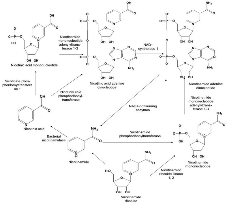 古特生物