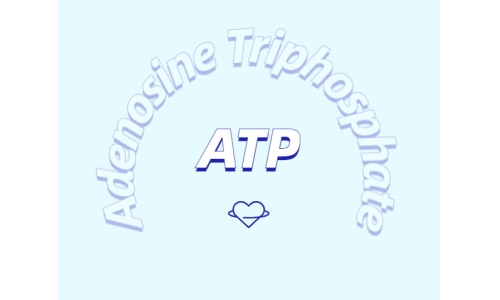 ATP 補充劑有什么作用？