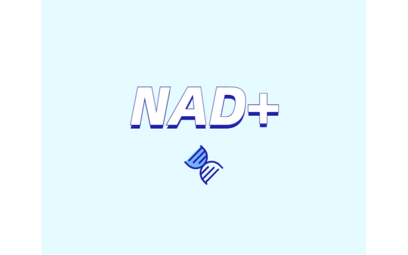 NAD與NMN的全新概念？